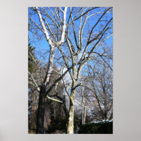 White Trees