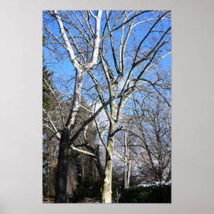 White Trees Poster