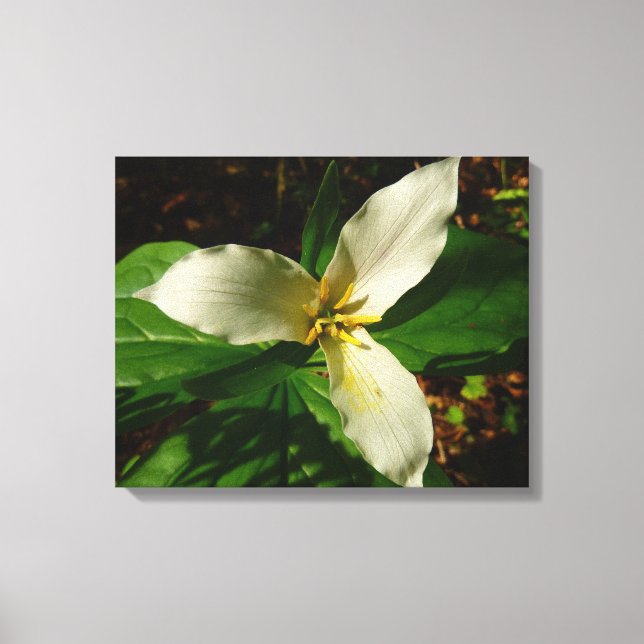 White Trillium Flower Spring Wildflower Canvas Print (Front)
