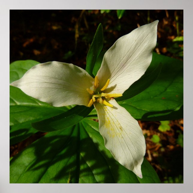 White Trillium Flower Spring Wildflower Poster (Front)