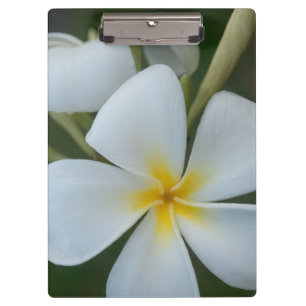 White Tropical Flower From Fiji Clipboard