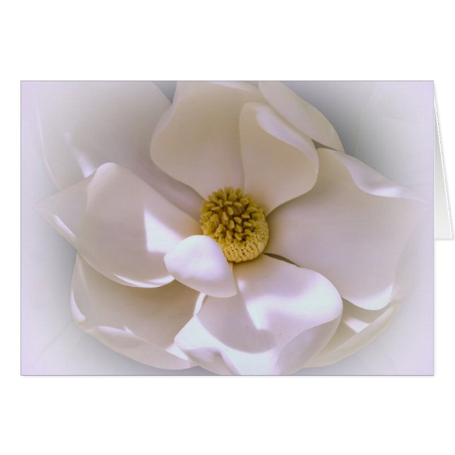 White Tropical Magnolia flower in blossom (Front Horizontal)