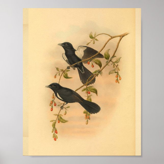 White Tufted Flycatcher Bird Vintage Print (Front)