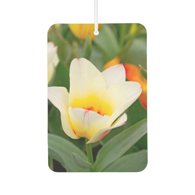 White Tulip Air Freshener (Front)