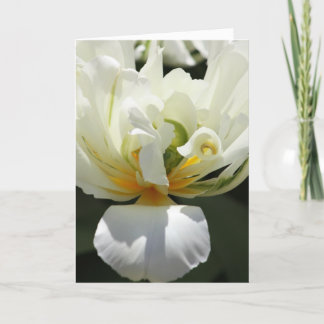 White Tulip Card