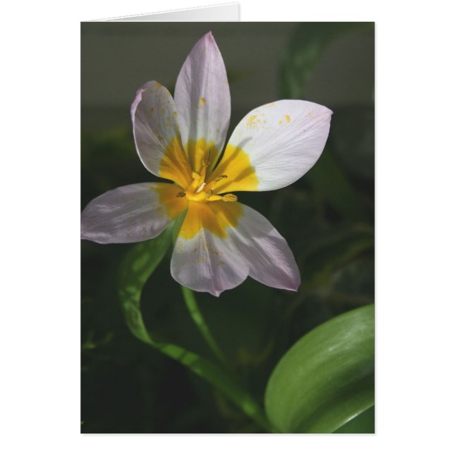 White Tulip Card (Front)