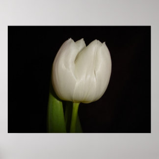 White Tulip Family:Liliaceae, Species:Lilliopsida Poster