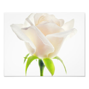 White Tulip Flower Clear Background Floral Photo Print