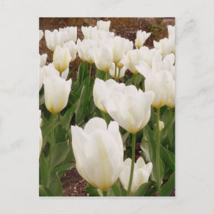 White Tulip Flowers Postcard