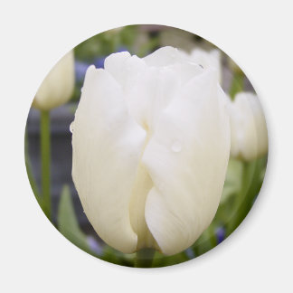 White Tulip Magnet