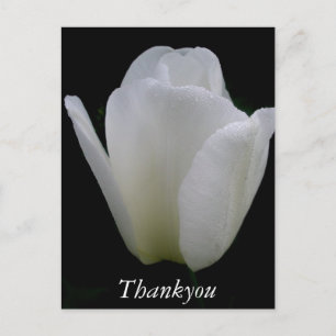 White Tulip Postcard
