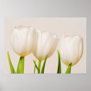 White tulips against a white background, poster