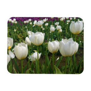 White Tulips in a Field, Oregon Magnet