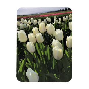 White Tulips in a Field, Oregon Magnet