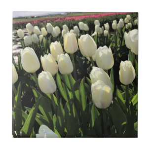 White Tulips in a Field, Oregon Tile