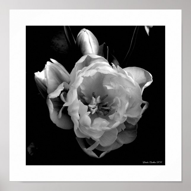 White Tulips on Black Background Poster (Front)
