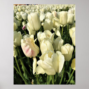 White Tulips, Oregon Poster