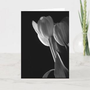 White Tulips Photo On Black Background Card