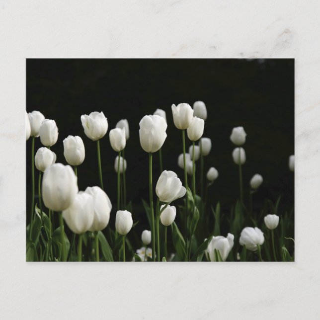 White tulips postcard (Front)