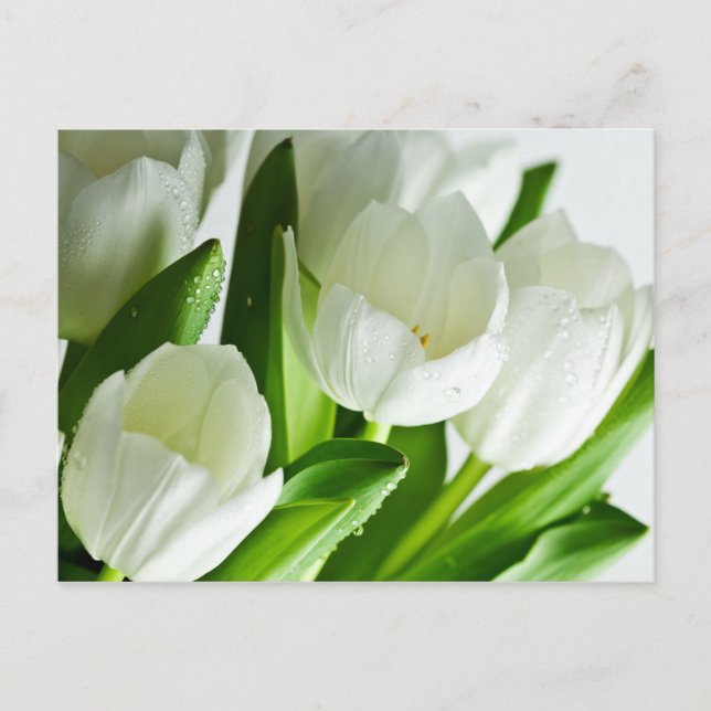 White Tulips Postcard (Front)