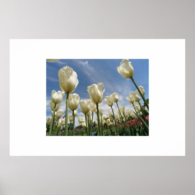 White Tulips Poster (Front)