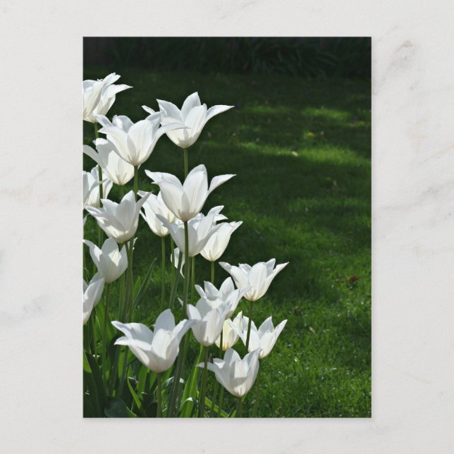 White tulips sunshine postcard (Front)