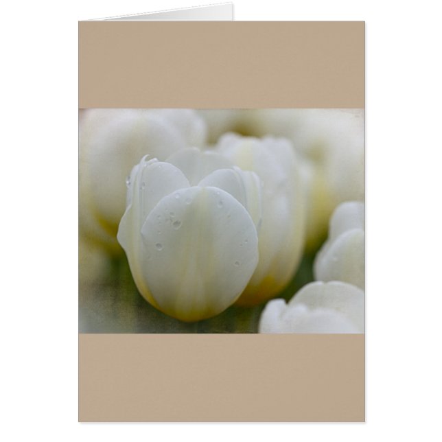 White Tulips with Morning Dew Custom Card (Front)