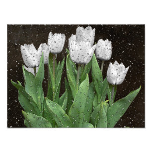 White Tulips With Raindrops Photo Print