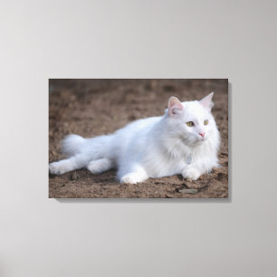 White turkish angora cat on brown background canvas print