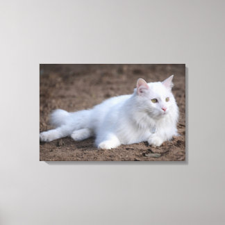 White turkish angora cat on brown background canvas print