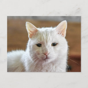 White Turkish Angora Cat Portrait Postcard