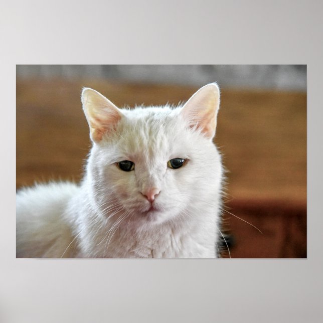 White Turkish Angora Cat Portrait Poster (Front)