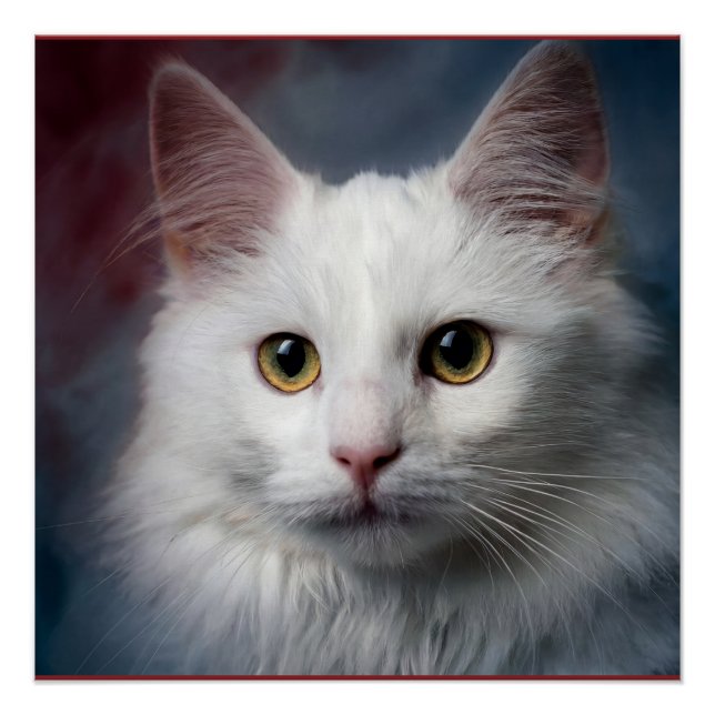 White Turkish Angora Cat Red Blue Poster (Front)