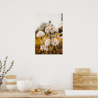 White Viburnum Flowers Blooming Poster Print