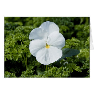 White Viola Card