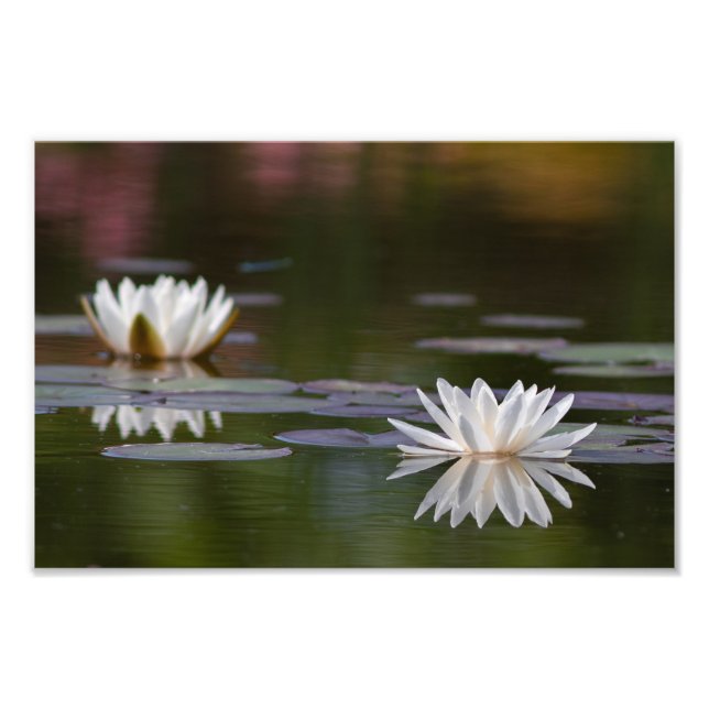 White water lilies photo print (Front)