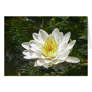 White Water Lily Card