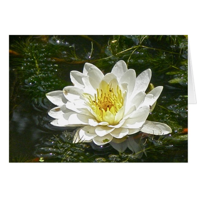 White Water Lily Card (Front Horizontal)