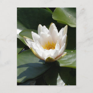 White Water Lily Lotus Flower Postcard