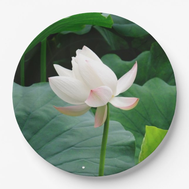 White Water Lily Paper Plate (Front)