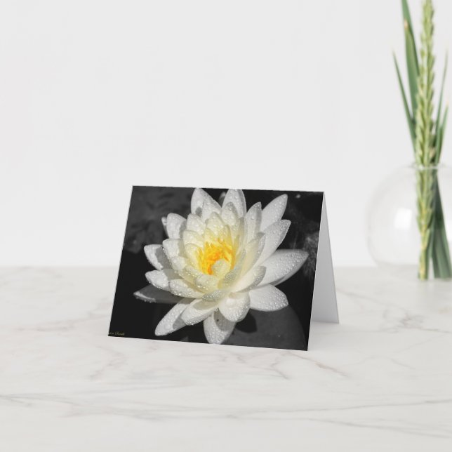 White Water Lily Photograph Card (Front)