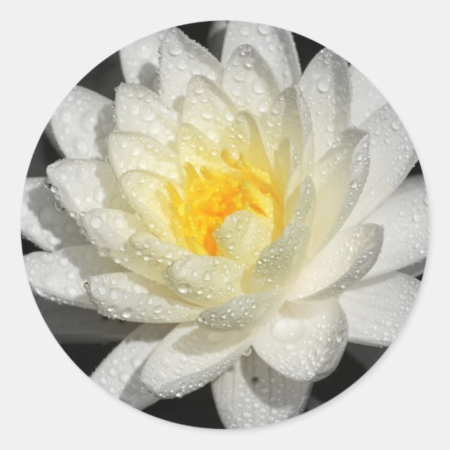 White Water Lily Photograph Classic Round Sticker (Front)