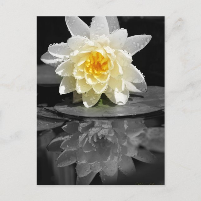 White Water Lily Photograph Postcard (Front)