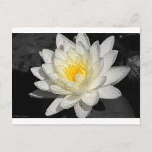 White Water Lily Photograph Postcard