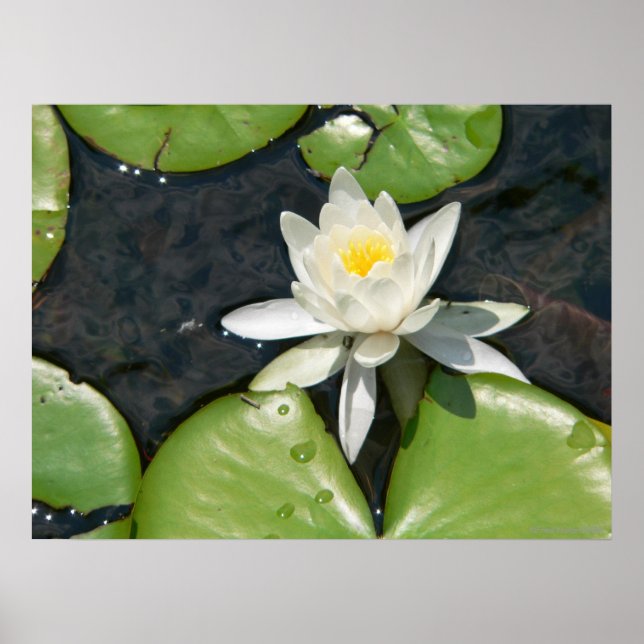 White Water Lily Poster (Front)