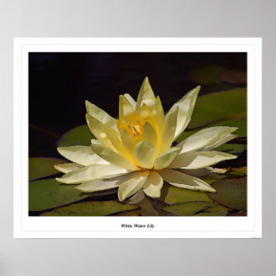 White Water Lily Poster