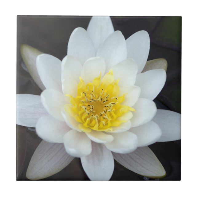 White Water Lily Tile (Front)