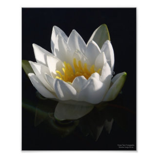 White Water Lily with Raindrops Photo Print