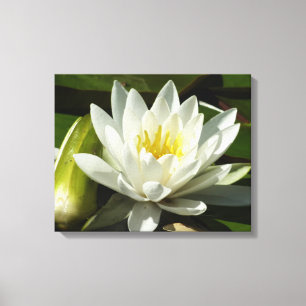 White Waterlily and Bud Floral Canvas Print