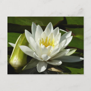 White Waterlily and Bud Floral Postcard